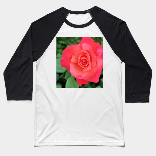 Beautiful Pink Rose Baseball T-Shirt by NewburyBoutique